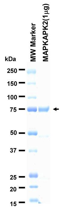 The purity was assessed by SDS-PAGE/CBB staining.